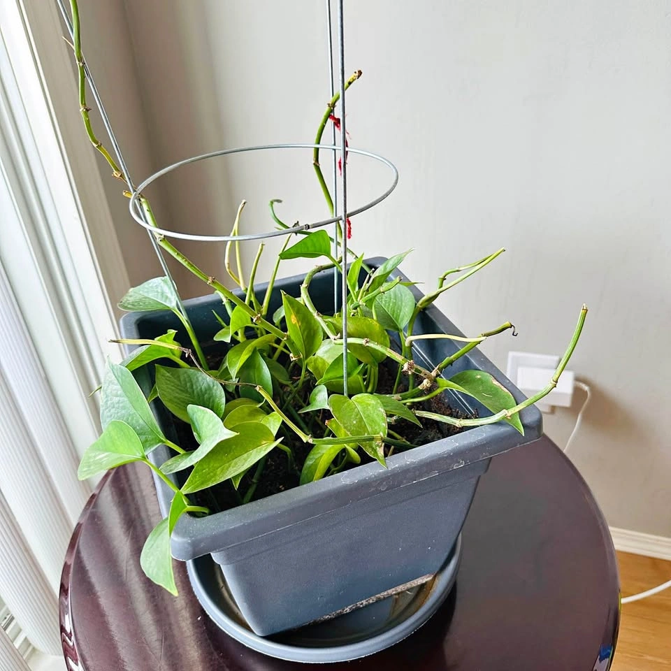 Photo plant with potted