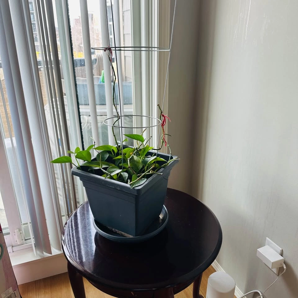 Photo plant with potted - photo 2