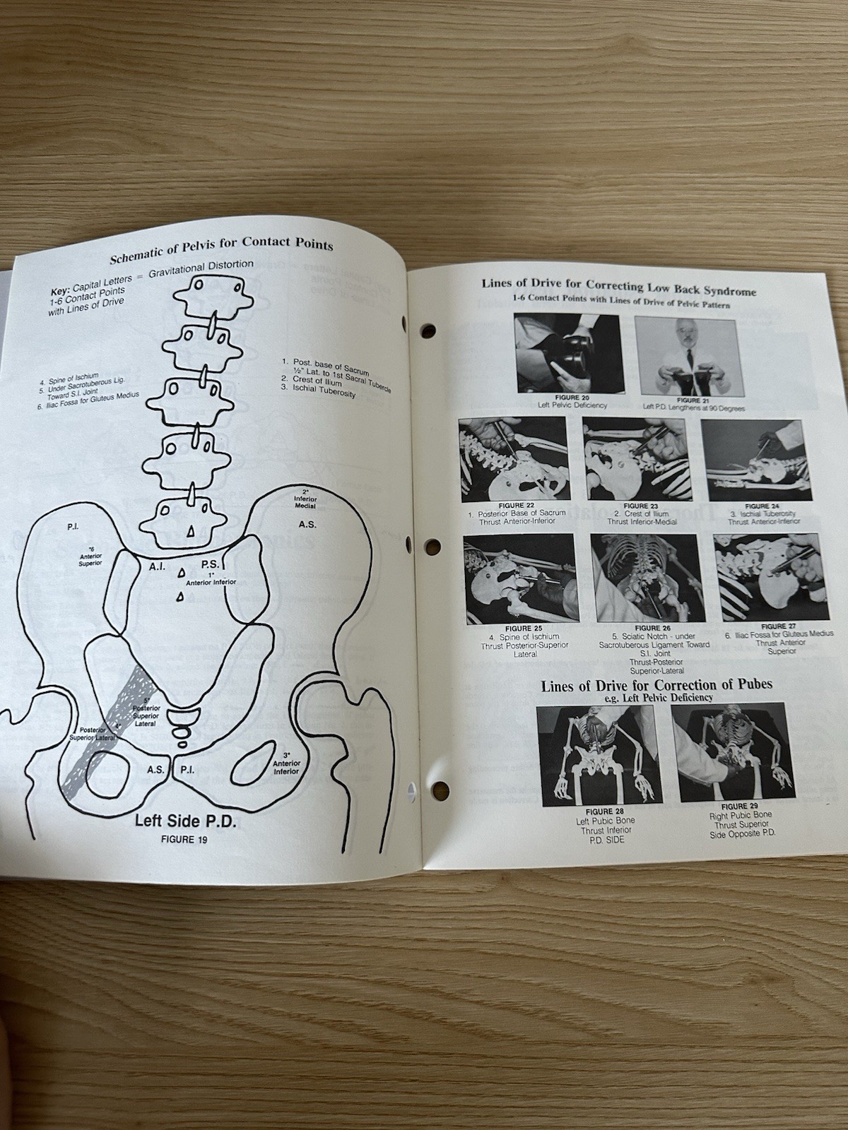 Chiropractic Training Manual Lot – Activator & Standard Process - photo 3