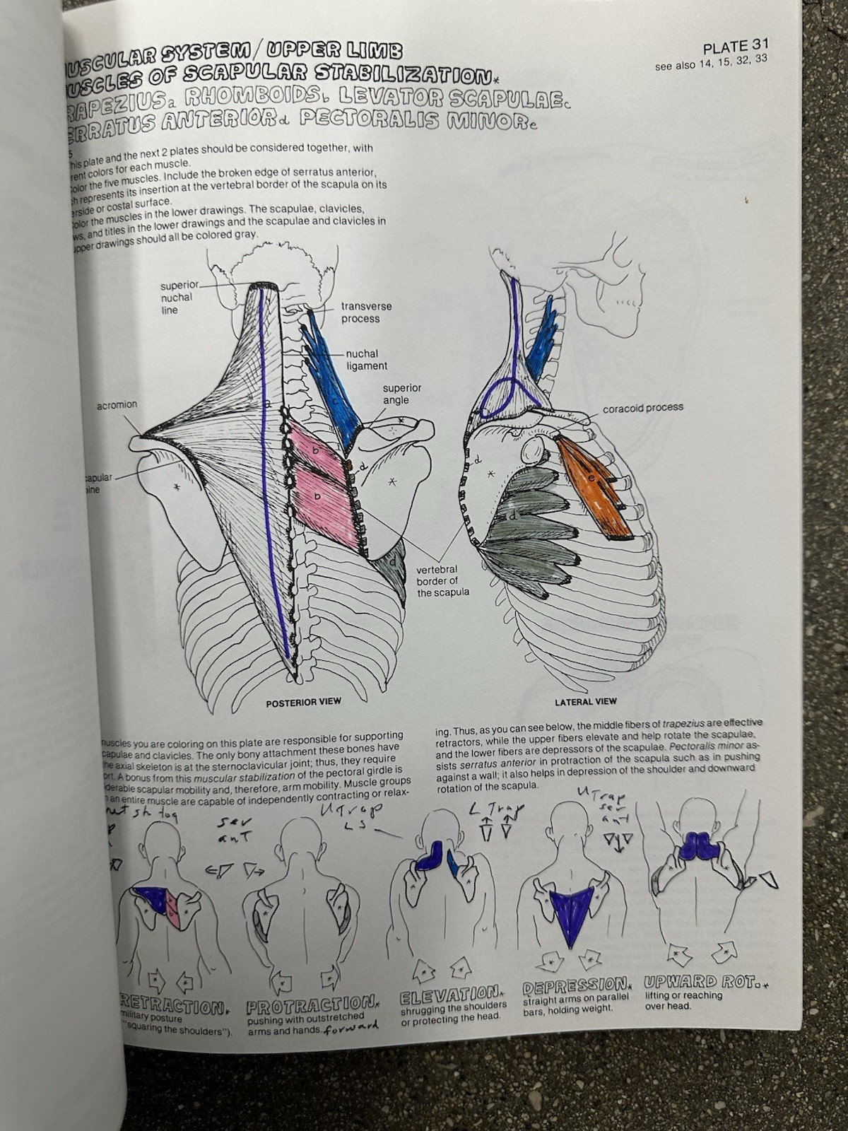 Anatomy & Physiology Coloring Books Kapit Medical Study Set - photo 3