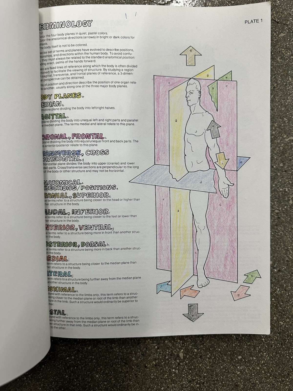 Anatomy & Physiology Coloring Books Kapit Medical Study Set - photo 4