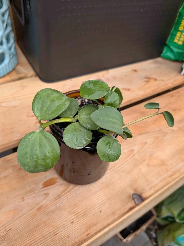 Small Jade