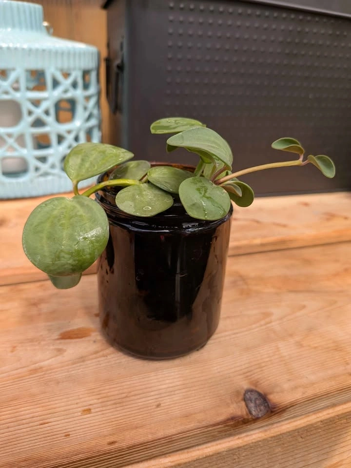 Small Jade - photo 2