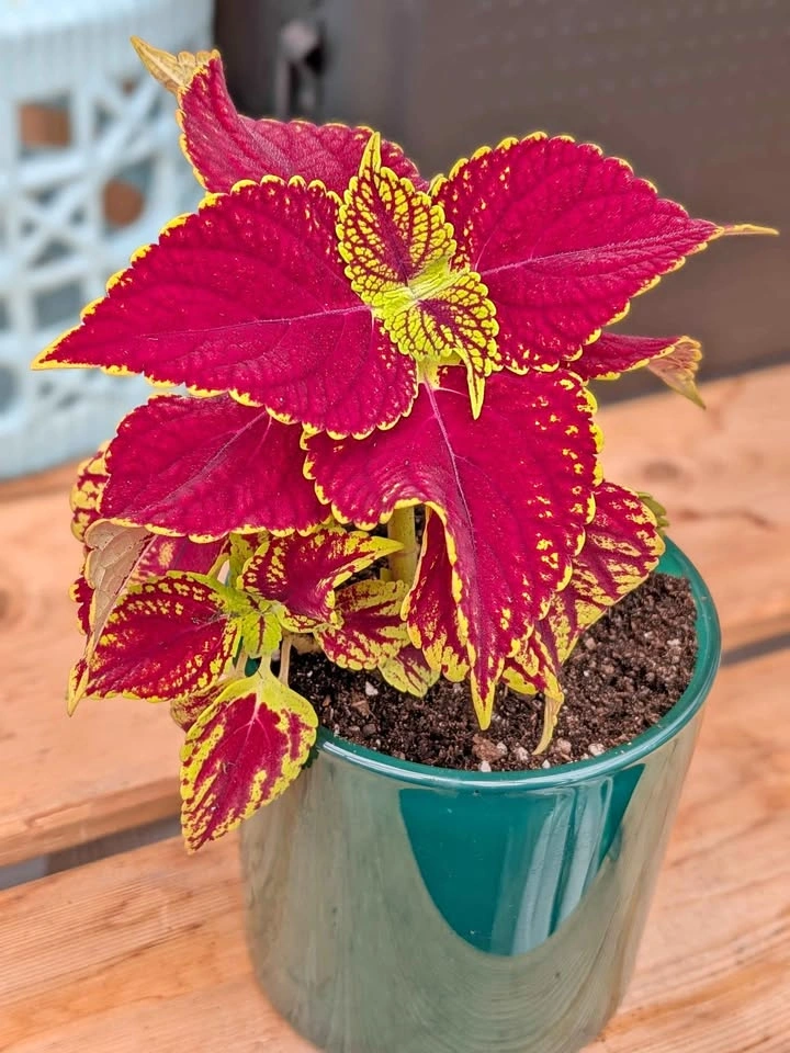 Coleus Plant