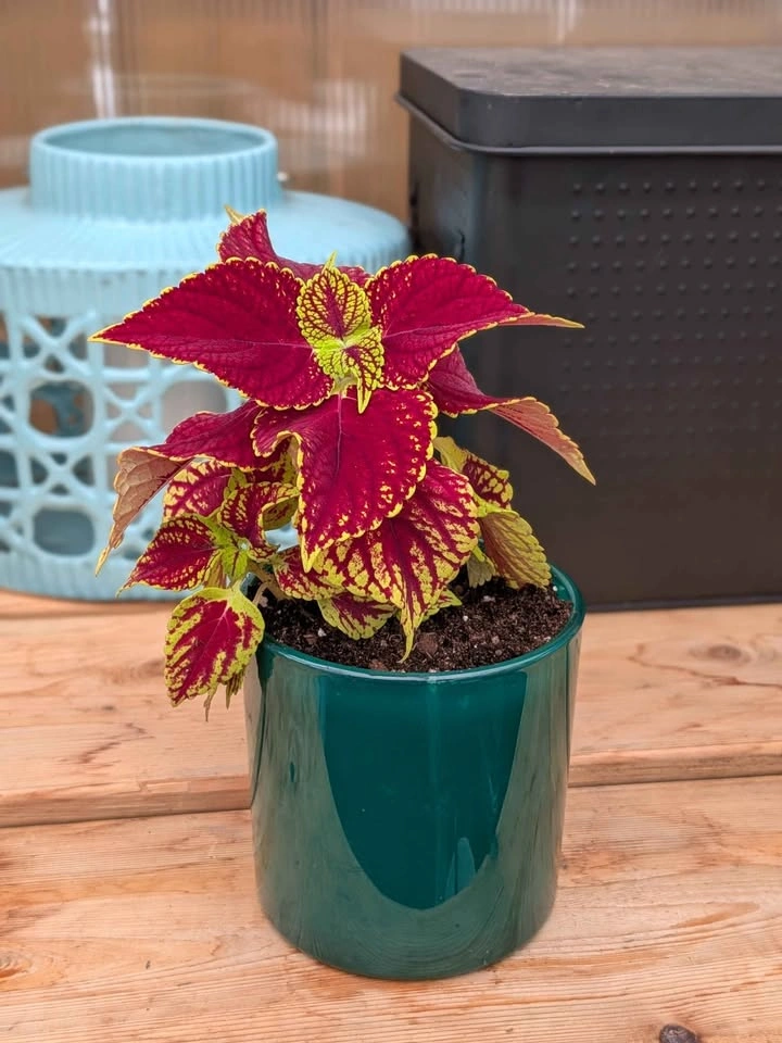 Coleus Plant - photo 2