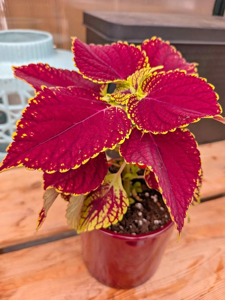 Coleus Plant
