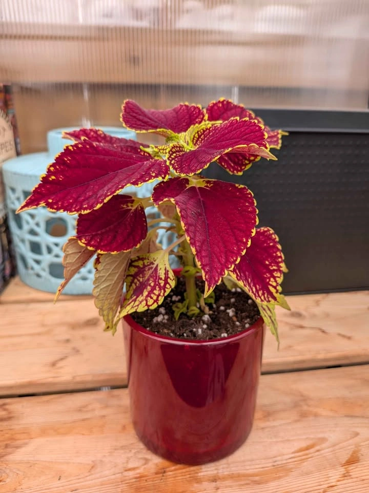 Coleus Plant - photo 2