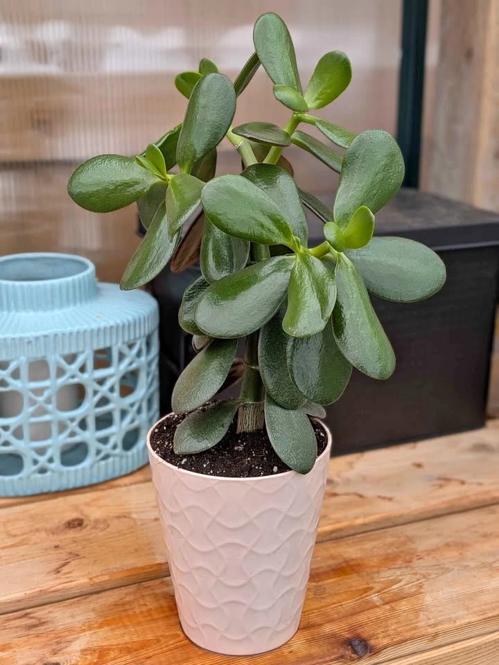 Jade Plant (Crassula Ovata) 15"