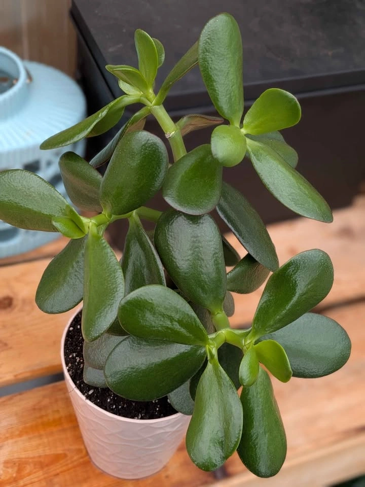Jade Plant (Crassula Ovata) 15" - photo 2