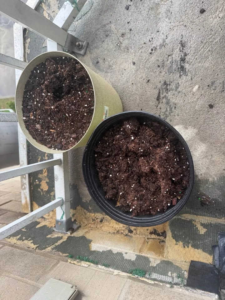 PLANTS CONTAINERS - photo 3