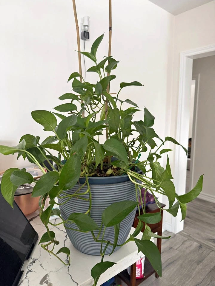 Indoor planter