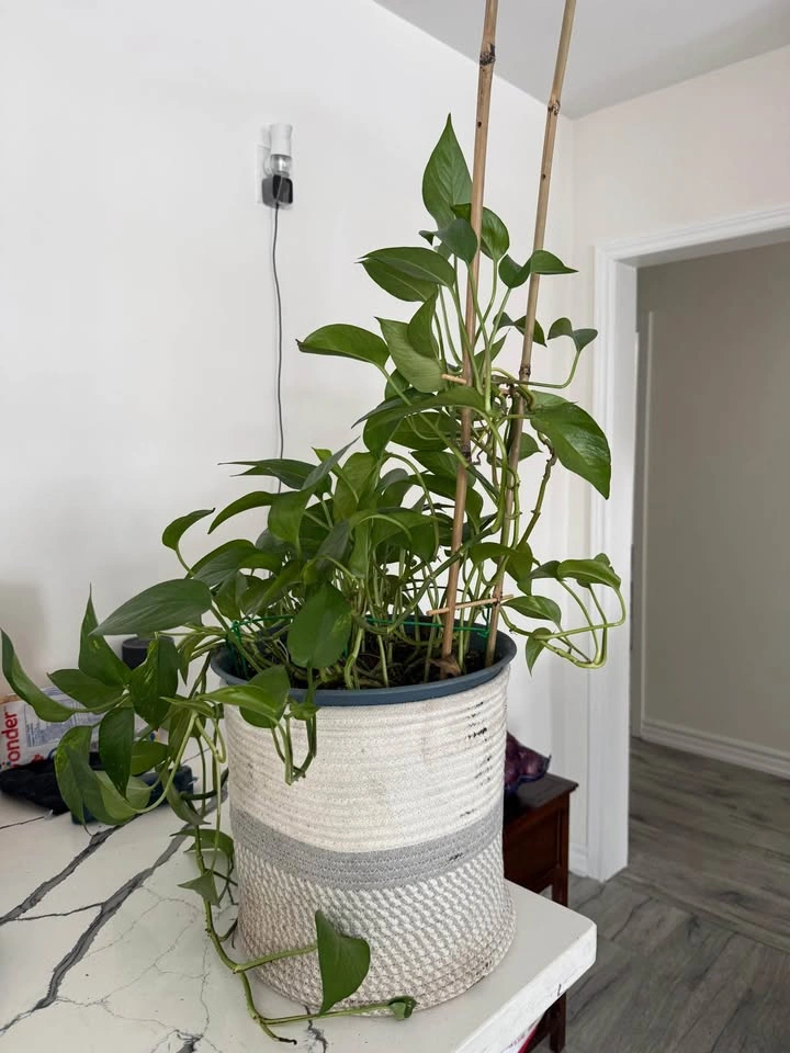 Indoor planter - photo 4