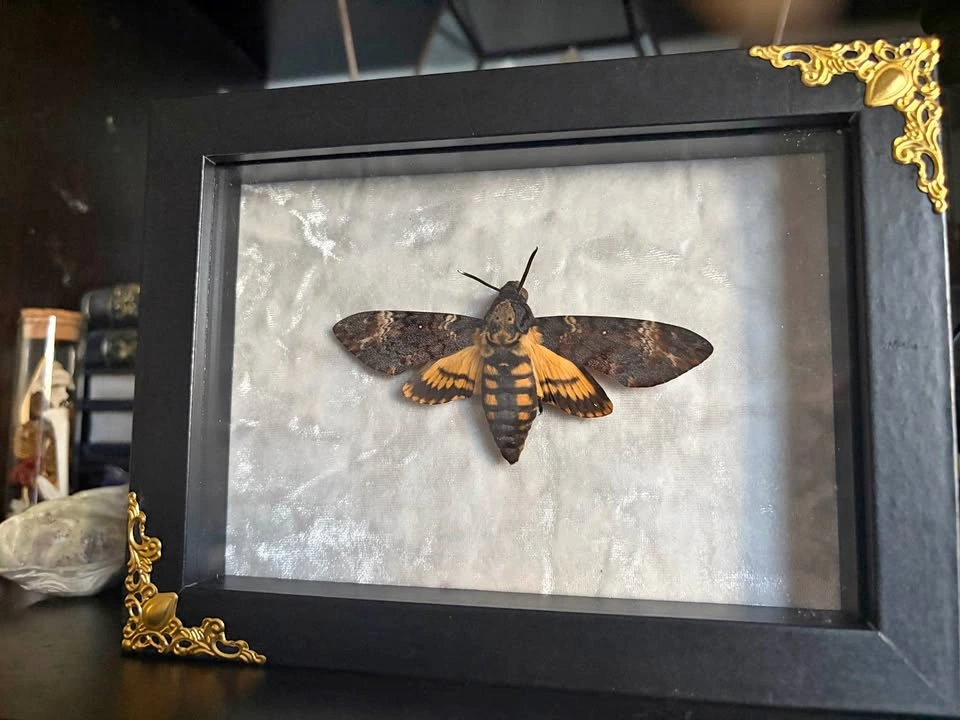 Deaths Head Hawk Moth Framed