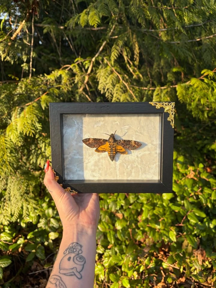 Deaths Head Hawk Moth Framed - photo 2