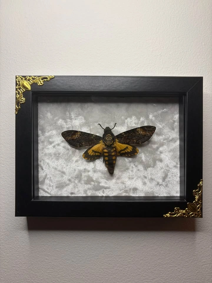 Deaths Head Hawk Moth Framed - photo 3