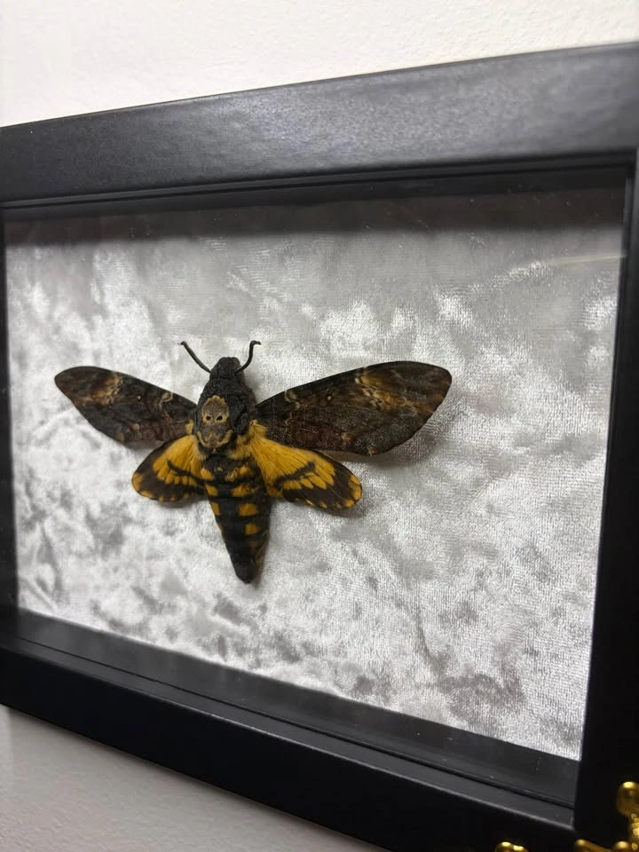 Deaths Head Hawk Moth Framed - photo 4