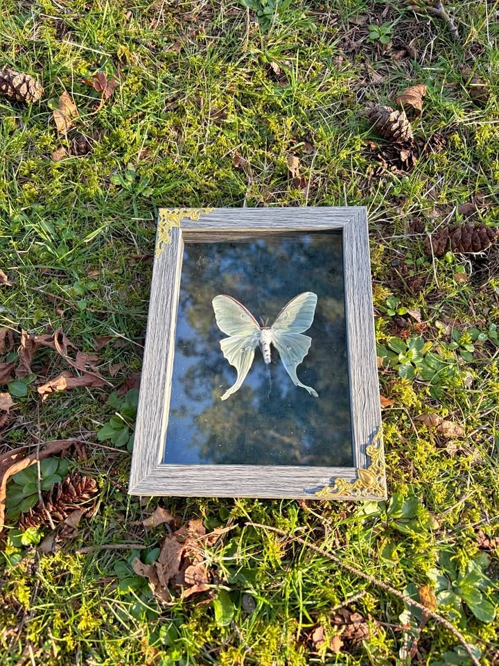 Luna Moth Frame