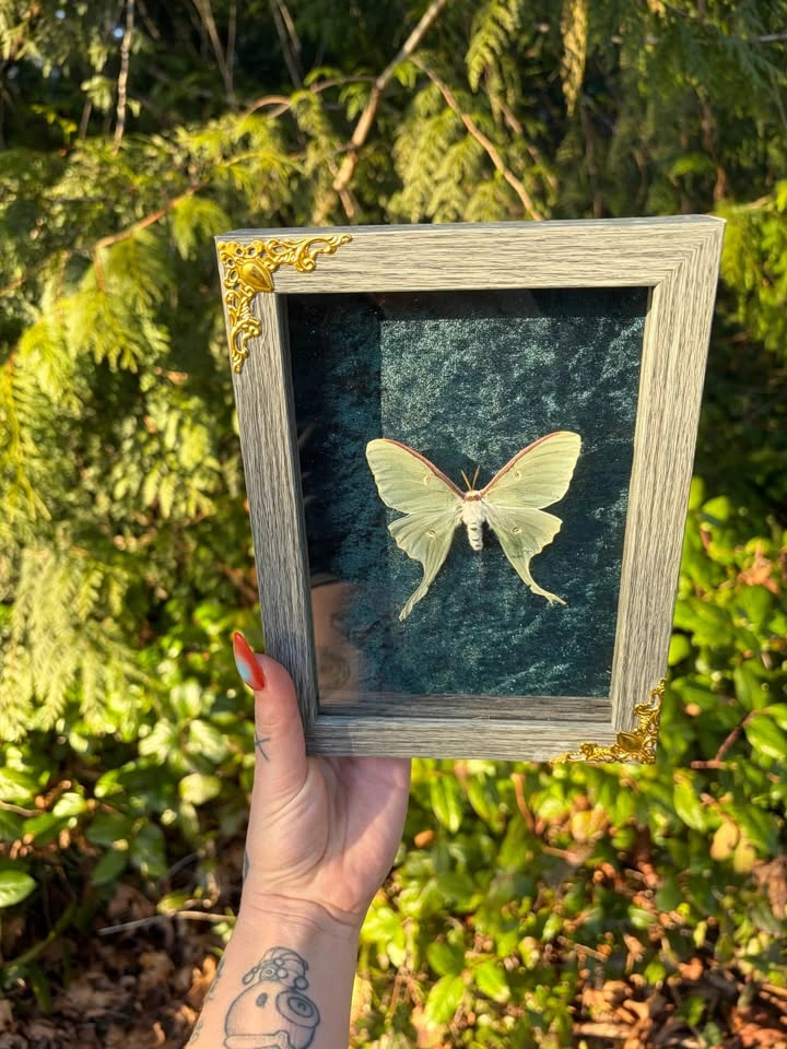 Luna Moth Frame - photo 2