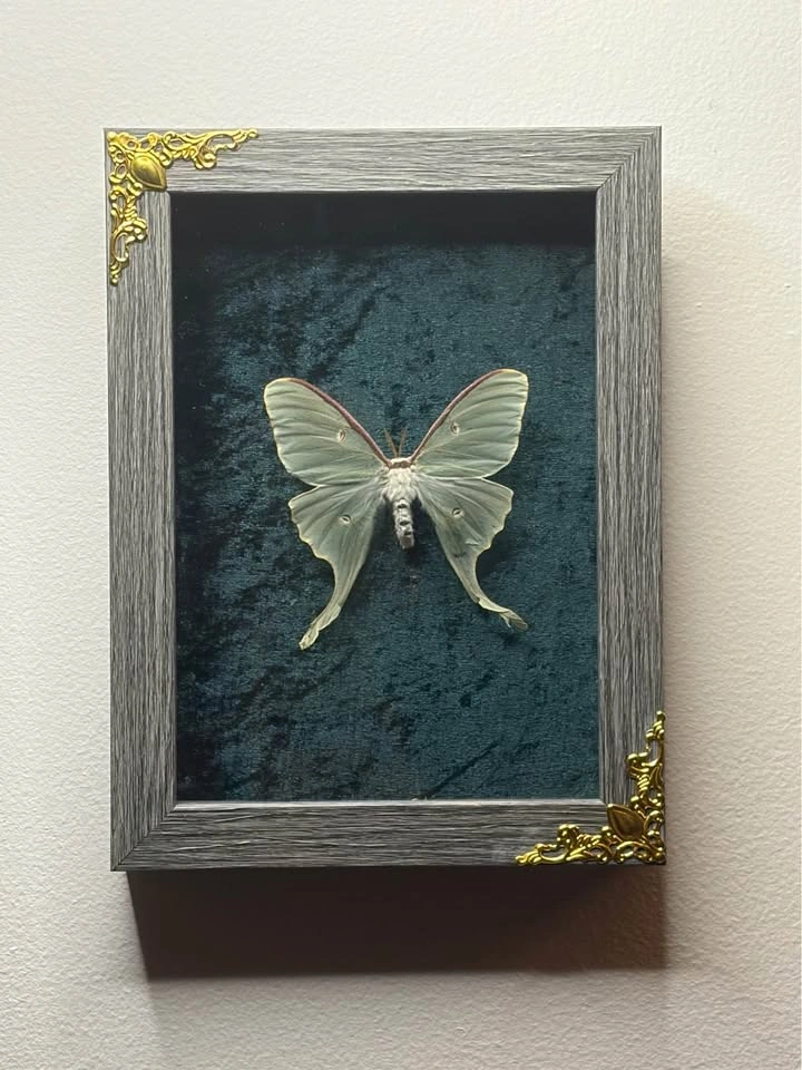Luna Moth Frame - photo 3