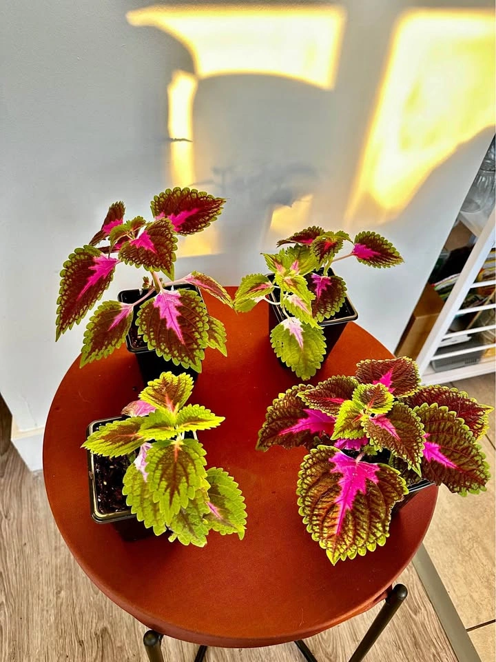Coleus Vines
