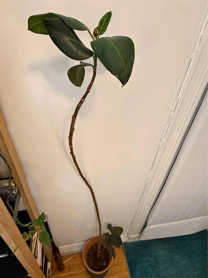 5.5ft Rubber Tree Plant