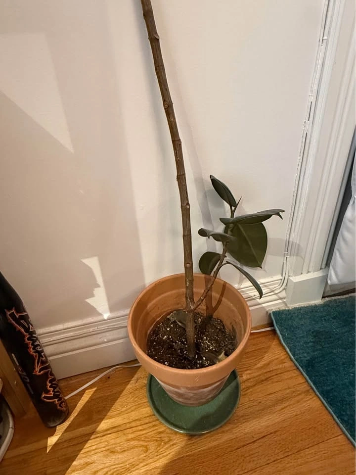 5.5ft Rubber Tree Plant - photo 2