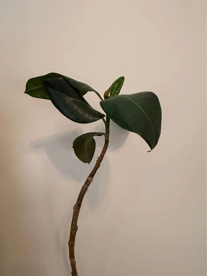 5.5ft Rubber Tree Plant - photo 3