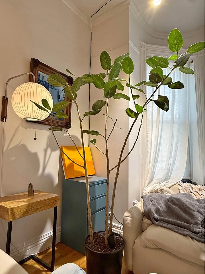 Audrey Ficus 7.5ft Tall, 14in Base