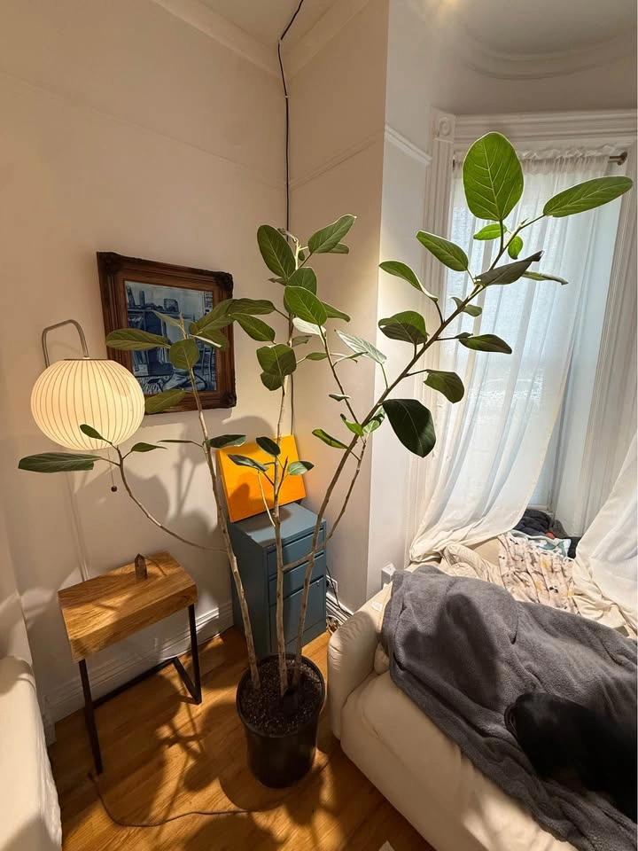 Audrey Ficus 7.5ft Tall, 14in Base - photo 2
