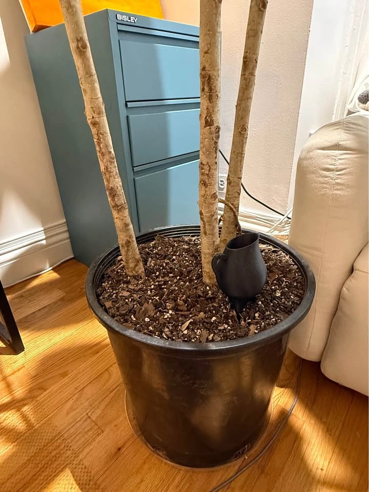 Audrey Ficus 7.5ft Tall, 14in Base - photo 3