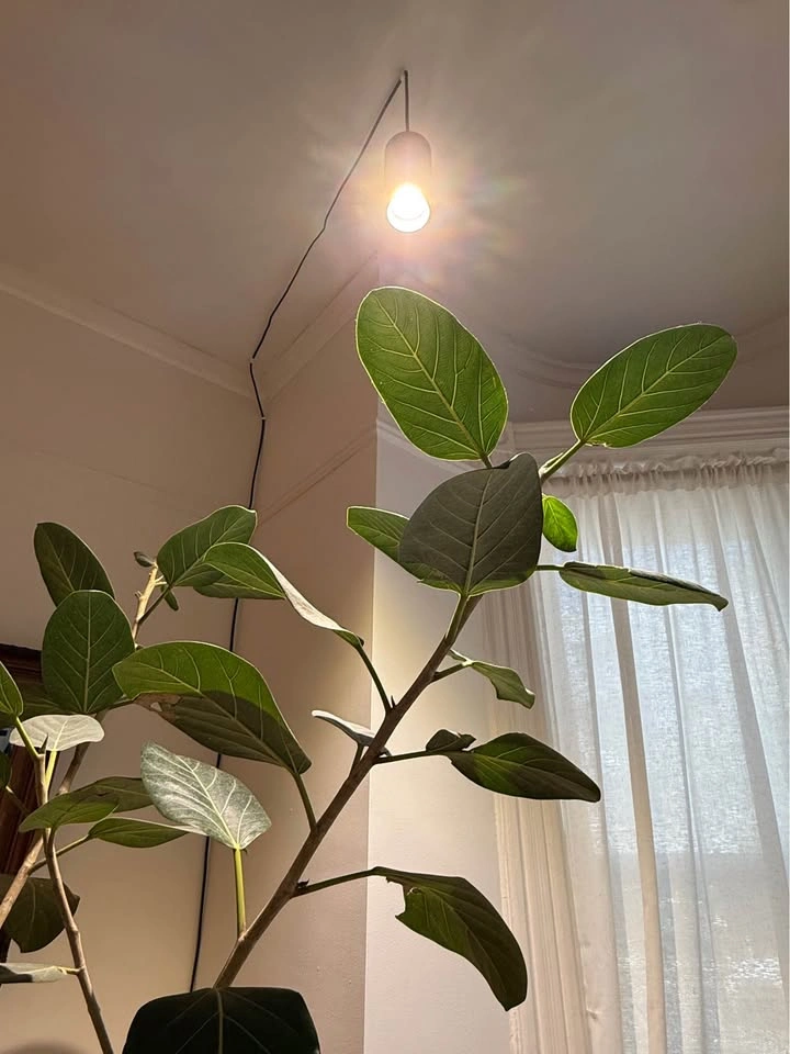 Audrey Ficus 7.5ft Tall, 14in Base - photo 4