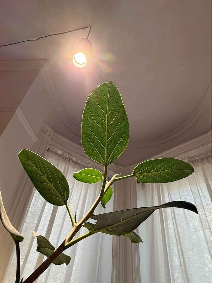 Audrey Ficus 7.5ft Tall, 14in Base - photo 5
