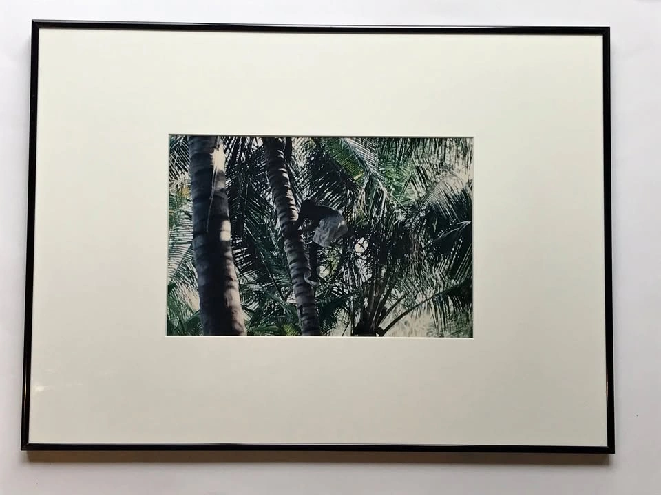 Ian Grant Framed Limited Edition Photograph (4/36) "Coconut Hunt