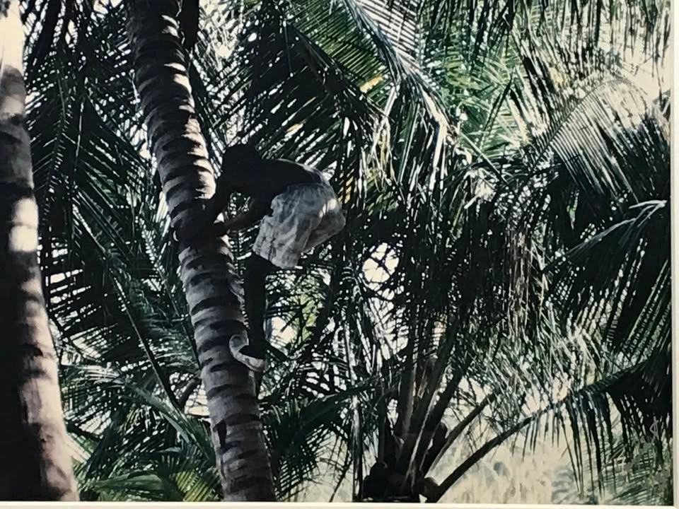 Ian Grant Framed Limited Edition Photograph (4/36) "Coconut Hunt - photo 3