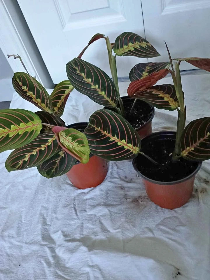 Pray plant