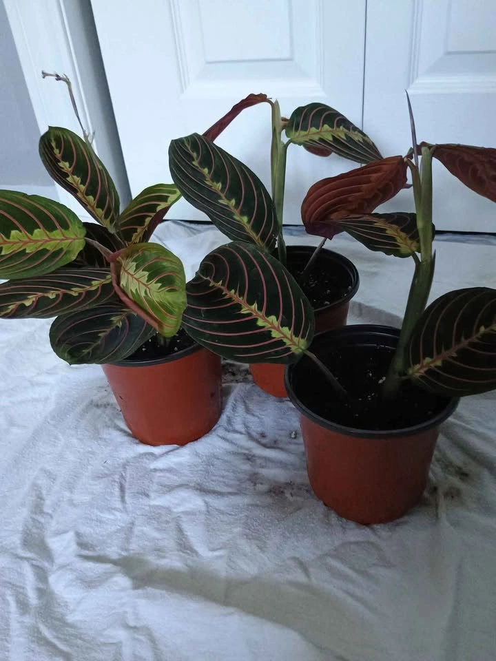Pray plant - photo 2