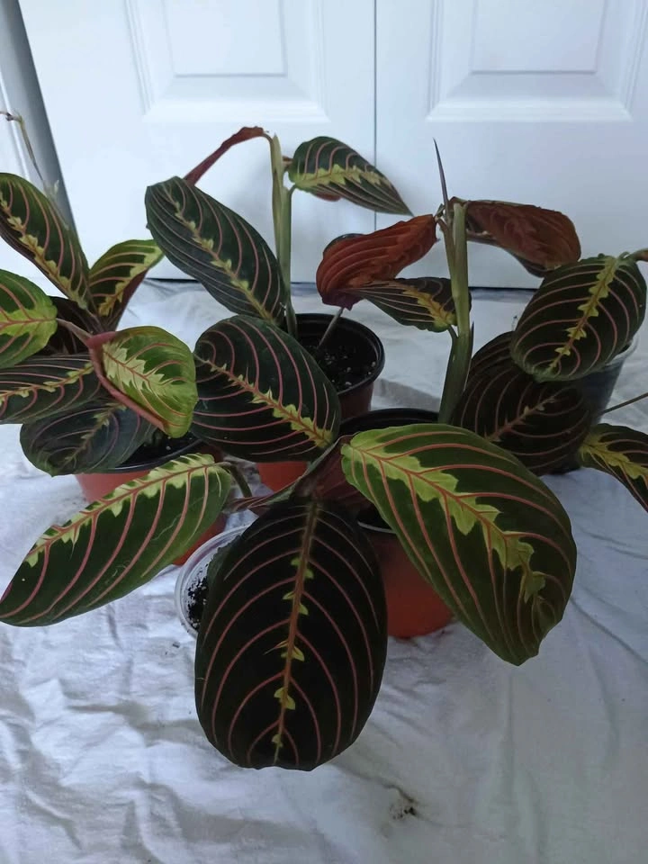 Pray plant - photo 3