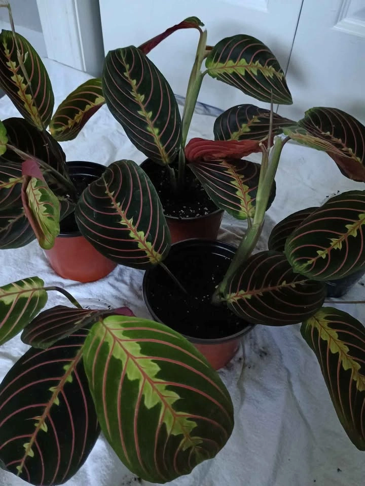 Pray plant - photo 4
