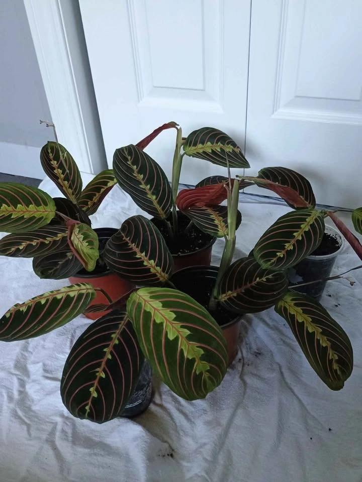 Pray plant - photo 5