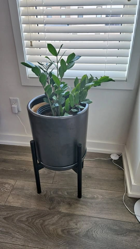 Healthy ZZ Plant (Zamioculcas zamiifolia)