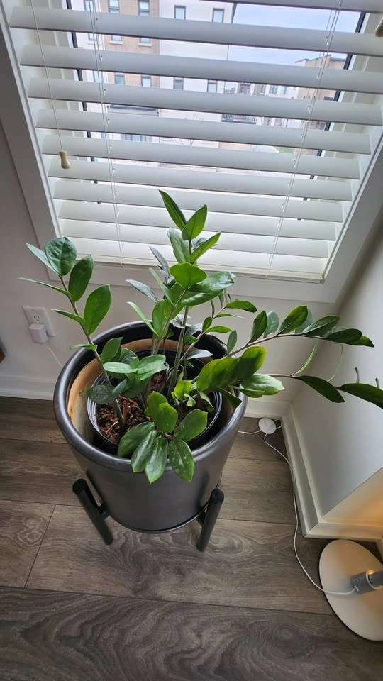 Healthy ZZ Plant (Zamioculcas zamiifolia) - photo 2
