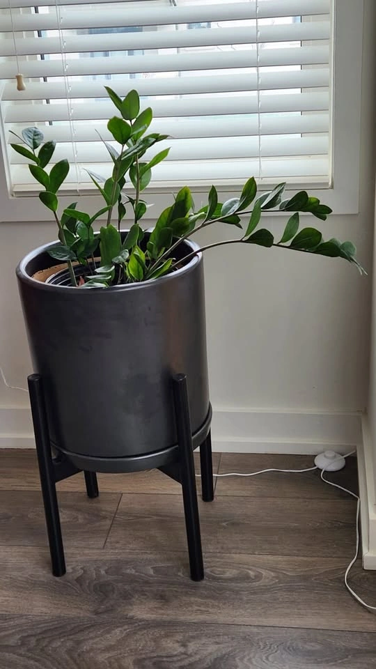 Healthy ZZ Plant (Zamioculcas zamiifolia) - photo 3