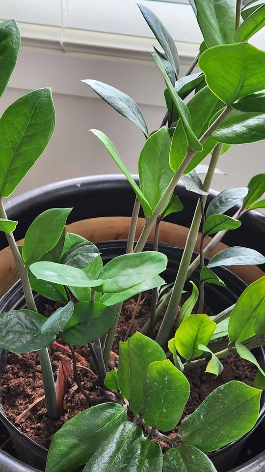 Healthy ZZ Plant (Zamioculcas zamiifolia) - photo 4