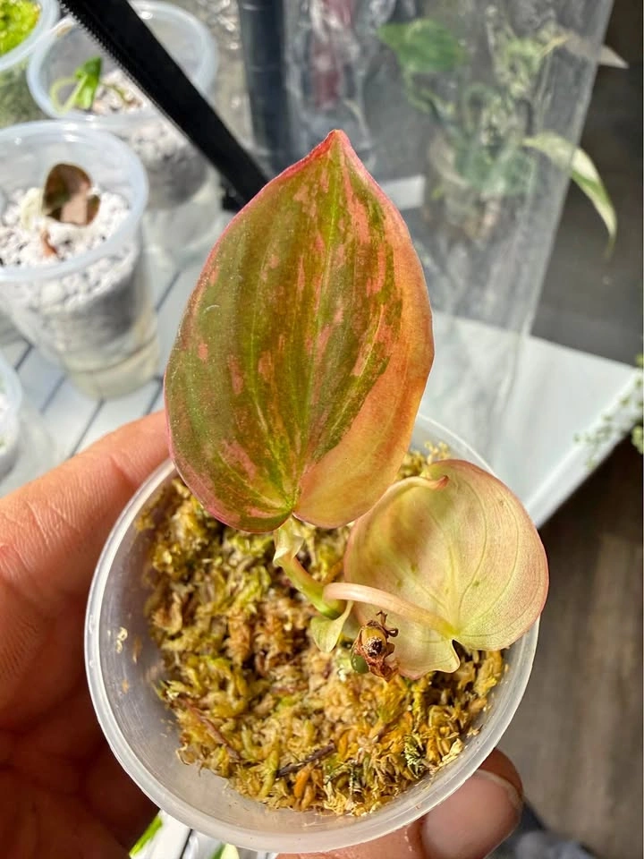 Philodendron Micans variegated