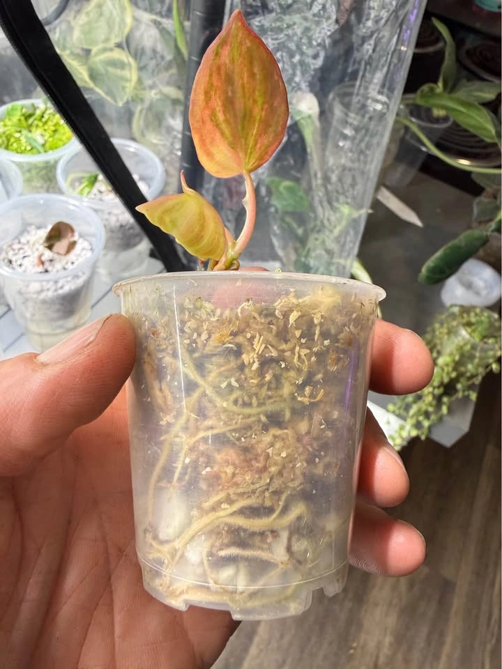 Philodendron Micans variegated - photo 2