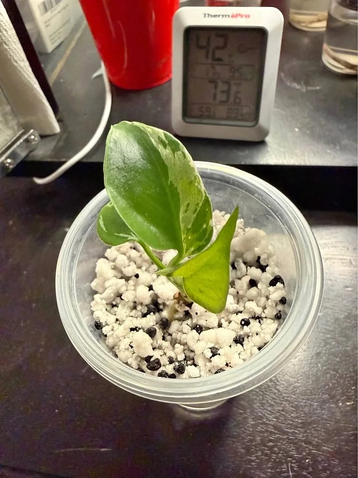 Monstera bulbasaur variegated