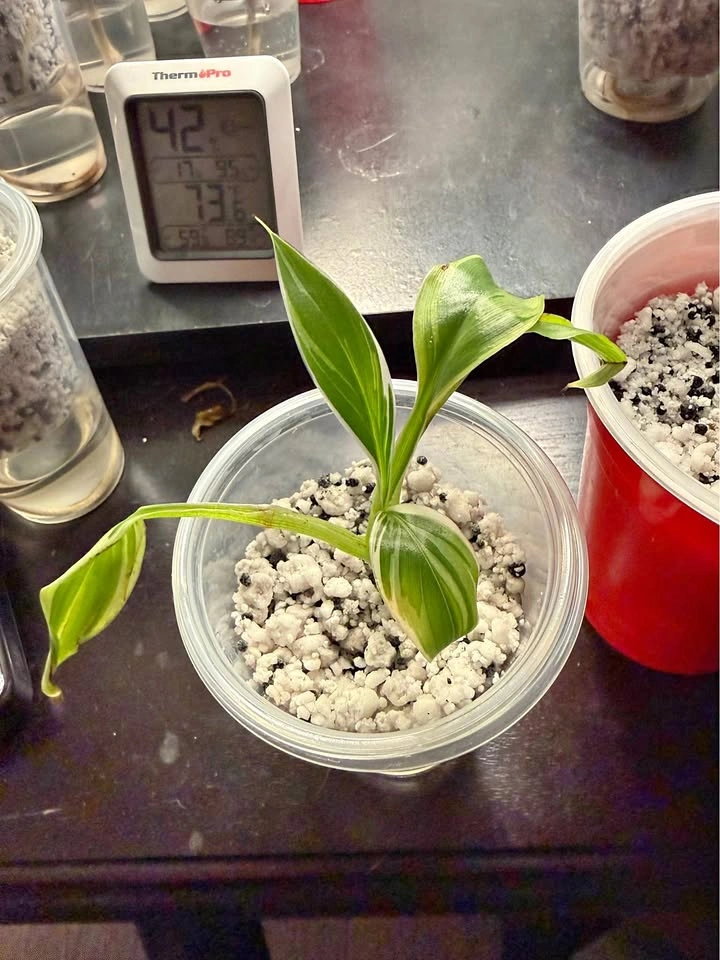 Musa Nono pink banana plant