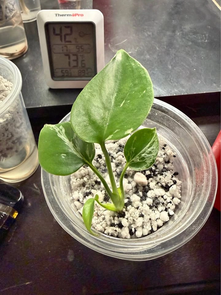 Monstera bulbasaur
