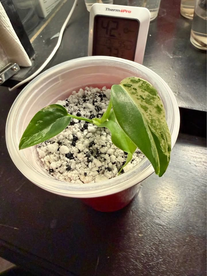 Monstera bulbasaur