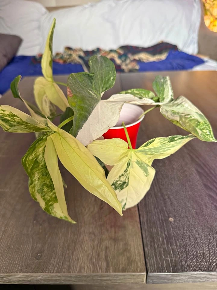 Syngonium albo cuttings